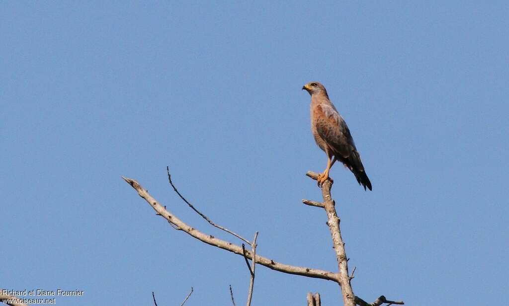 Buse roussâtreadulte, pêche/chasse, Comportement