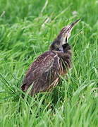 American Bittern