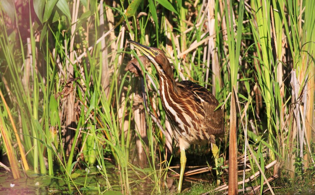 American Bittern