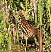 American Bittern