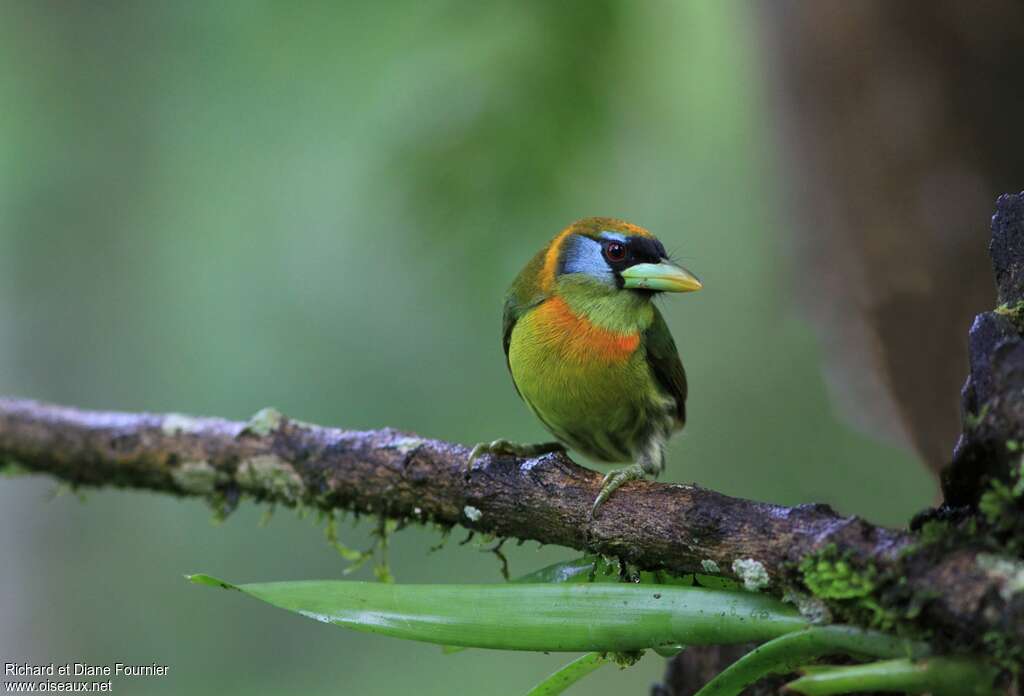 Red-headed Barbet female adult, Behaviour