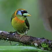 Red-headed Barbet