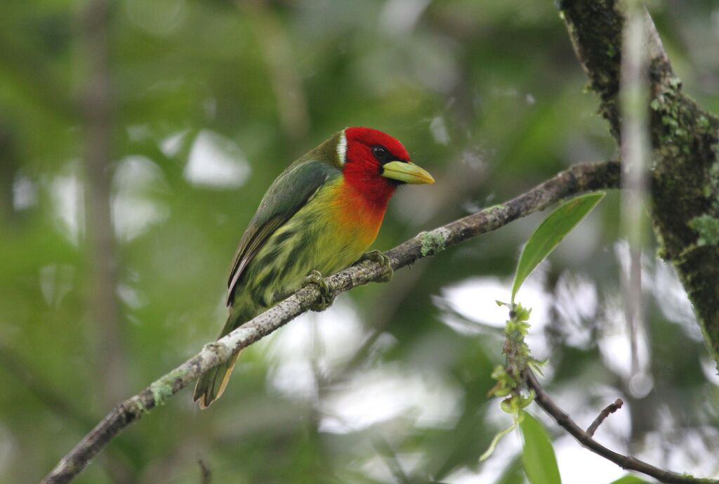 Red-headed Barbet male