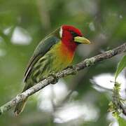 Red-headed Barbet