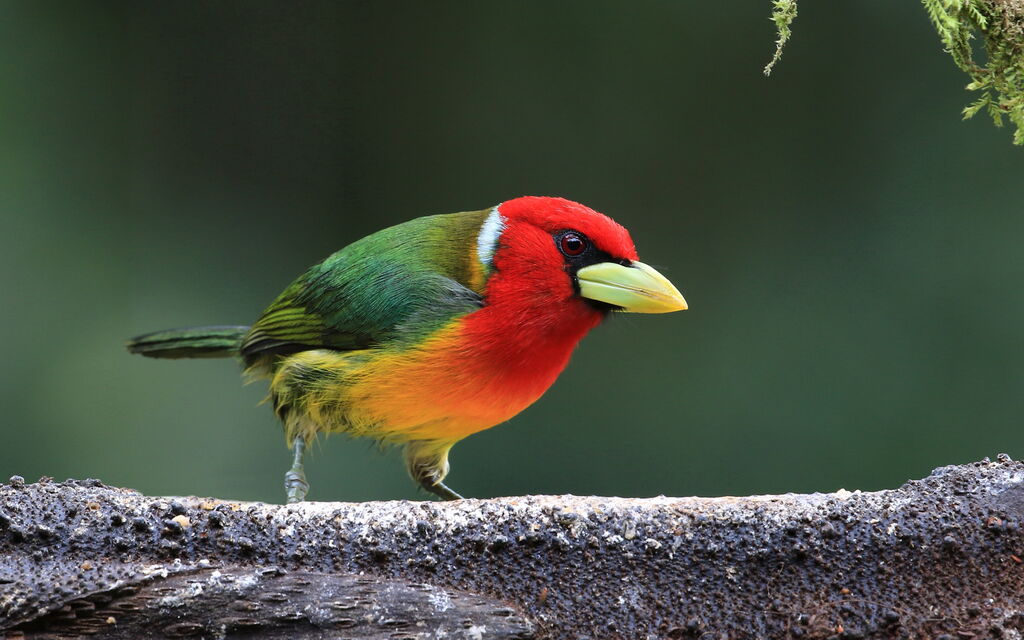 Red-headed Barbet