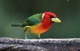 Red-headed Barbet