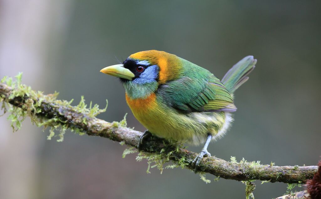 Red-headed Barbet female