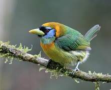 Red-headed Barbet