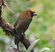 Prong-billed Barbet