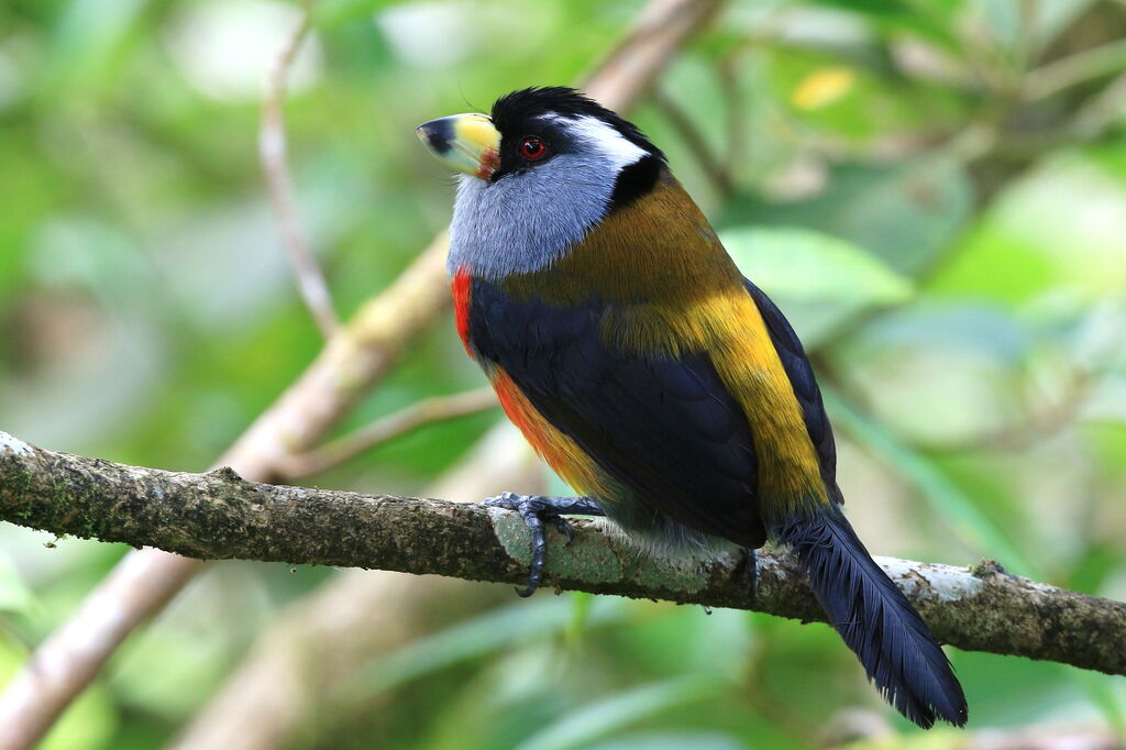 Cabézon toucan