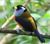 Toucan Barbet