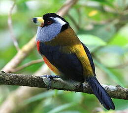 Cabézon toucan