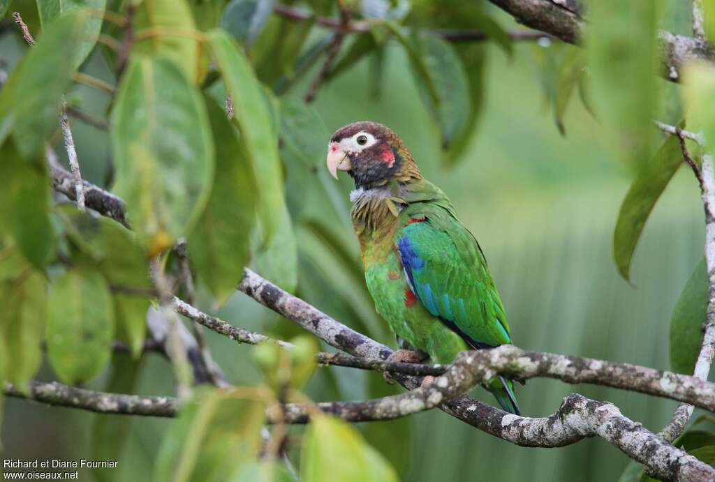 Brown-hooded Parrot