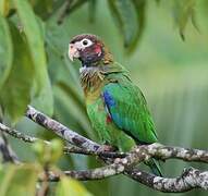 Brown-hooded Parrot