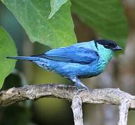 Black-capped Tanager