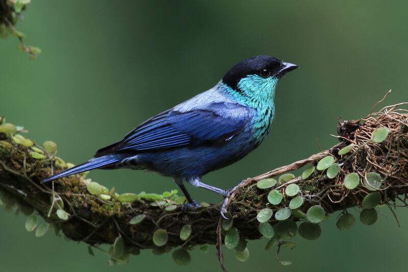Black-capped Tanager male