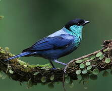 Black-capped Tanager