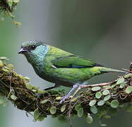 Black-capped Tanager