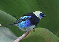 Golden-hooded Tanager