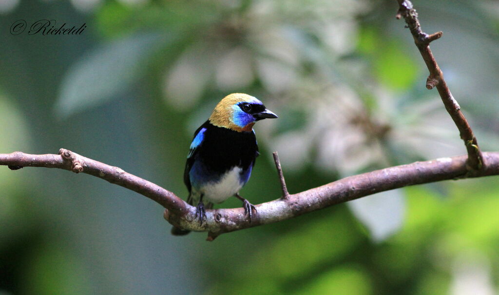 Golden-hooded Tanager