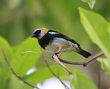 Golden-hooded Tanager