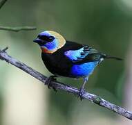 Golden-hooded Tanager