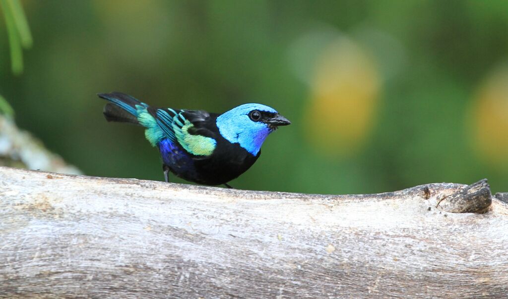 Blue-necked Tanager