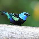 Calliste à cou bleu