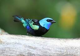 Blue-necked Tanager