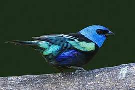 Blue-necked Tanager