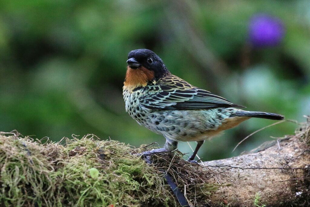 Rufous-throated Tanager