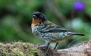 Rufous-throated Tanager