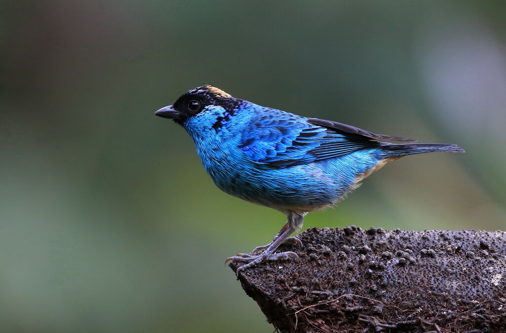 Golden-naped Tanager