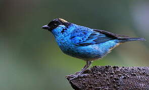 Golden-naped Tanager