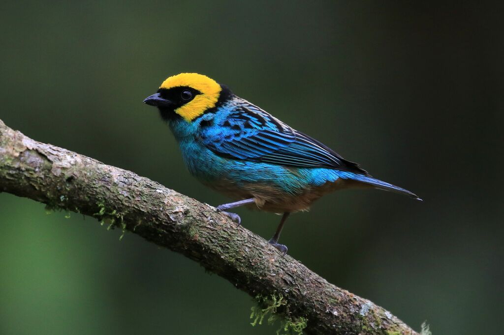 Saffron-crowned Tanager