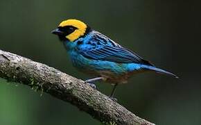 Saffron-crowned Tanager