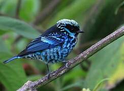 Beryl-spangled Tanager