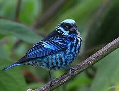 Beryl-spangled Tanager