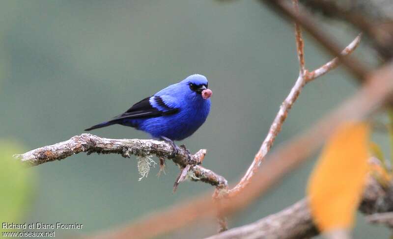 Blue-and-black Tanageradult, identification