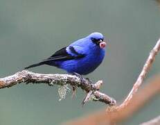 Blue-and-black Tanager