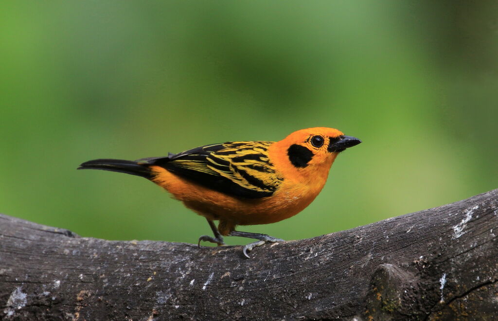 Golden Tanager