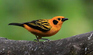 Golden Tanager