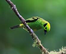 Emerald Tanager