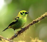 Emerald Tanager