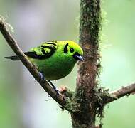 Emerald Tanager