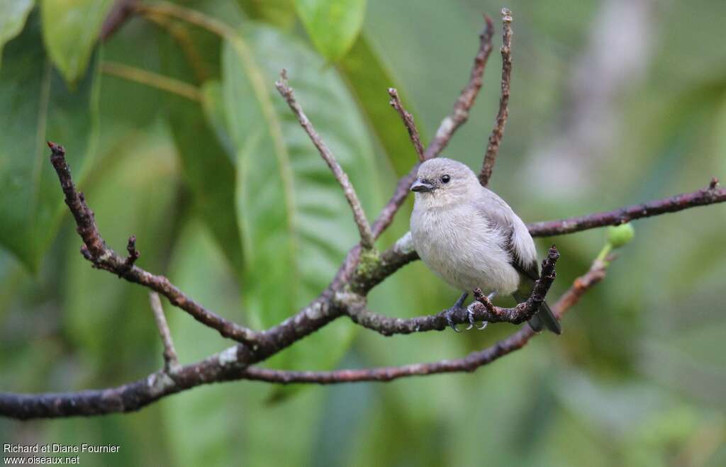 Plain-colored Tanageradult