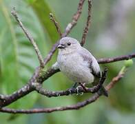 Plain-colored Tanager