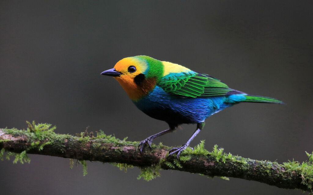 Multicolored Tanager