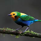 Calliste multicolore