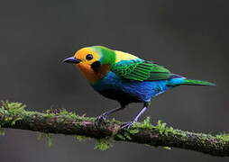 Multicolored Tanager